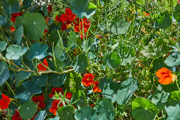 Various flowers, leaves, and vegetation visible in the picture