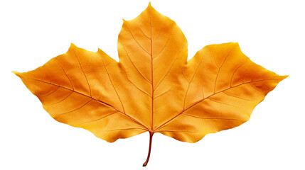 A realistic maple leaf with yellow and orange colors on white background