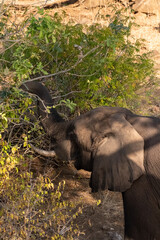 Telephoto shot of an African Elephant feeding itself on the banks of the Chobe River. Chobe National Park, Botswana.