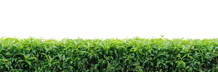 PNG Tea tree garden vegetation fence hedge - obrazy, fototapety, plakaty
