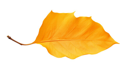 A vibrant yellow autumn leaf isolated on white background