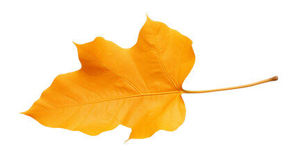 A vibrant autumn maple leaf in yellow, isolated on white background