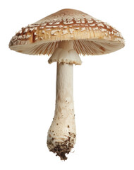 Toadstool mushroom amanita agaric - obrazy, fototapety, plakaty