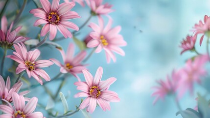 A close-up shot of beautiful pink daisy flowers arranged against a calming blue background, with plenty of space for text or graphics. 