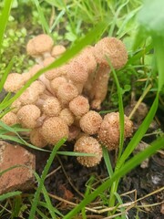 boletus edulis mushroom
