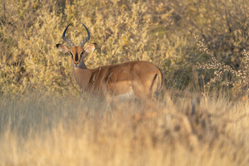 Adult male of impala, Aepyceros melampus, the most common antelope, at sunset light. Umkhuze game reserve in South Africa.