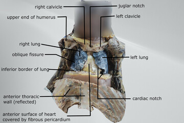 anatomy of the interior of thoracic cavity with related structure