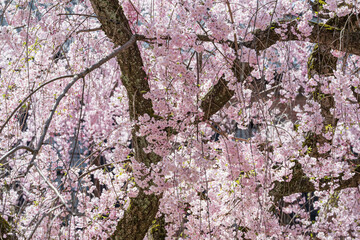 小春日和 満開の枝垂れ桜 - 785909922