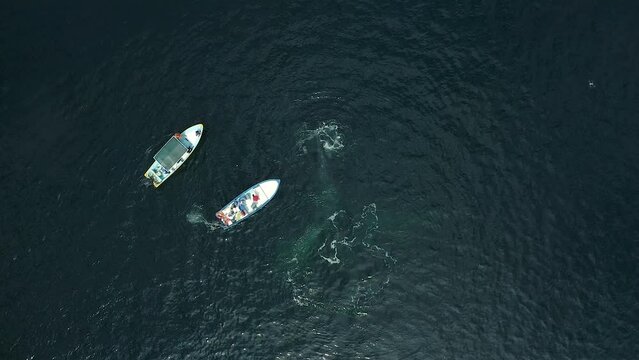 Grey whales next to whale watching boats in Magdalena Bay, San Carlos. Top drone
