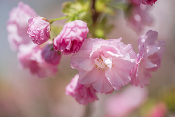 小春日和 満開の枝垂れ桜 - 785910779