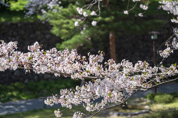 小春日和 満開の枝垂れ桜 - 785910974