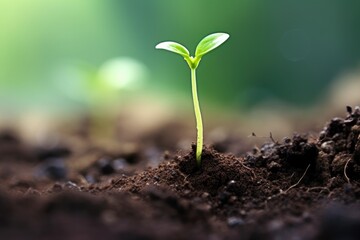 Germination: Close-up of a seedling emerging from the soil. - obrazy, fototapety, plakaty