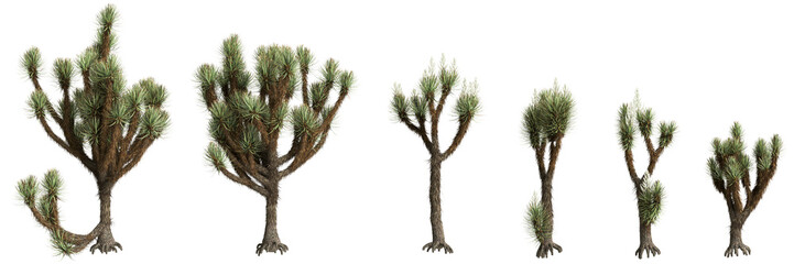 3d illustration of set Yucca brevifolia tree isolated on transparent background - obrazy, fototapety, plakaty