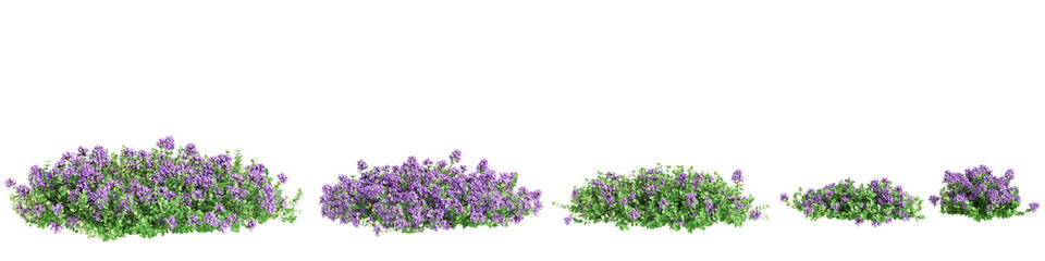 3d illustration of set Thymus serpyllum bush isolated on transparent background