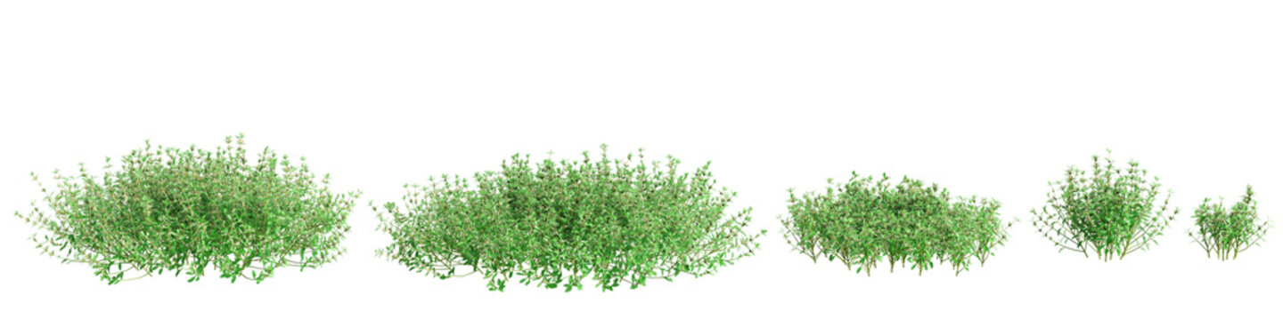 3d illustration of set Teucrium chamaedrys bush isolated on transparent background