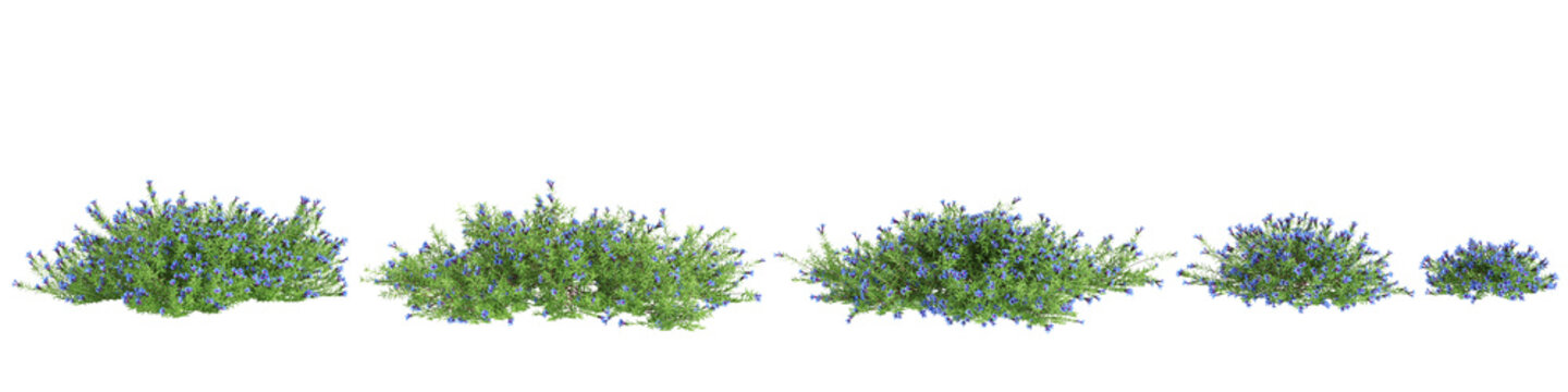 3d illustration of set Lithodora diffusa bush isolated on transparent background
