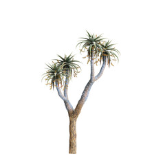 3d illustration of Aloe pillansii tree isolated on transparent background