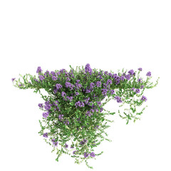 3d illustration of Thymus serpyllum hanging plant isolated on transparent background