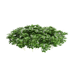 3d illustration of Pachysandra terminalis bush isolated on transparent background