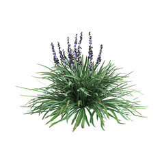 3d illustration of Liriope spicata bush isolated on transparent background