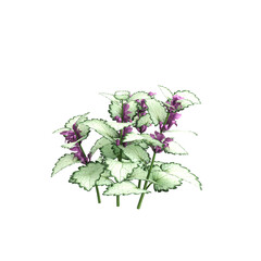 3d illustration of Lamium maculatum bush isolated on transparent background