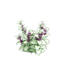 3d illustration of Lamium maculatum bush isolated on transparent background