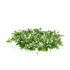 3d illustration of Cornus canadensis bush isolated on transparent background