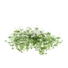 3d illustration of Anemone canadensis bush isolated on transparent background