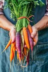 Farmer Holding a Freshly Harvested Rainbow Carrot Bunch in a Sunny Vegetable Garden