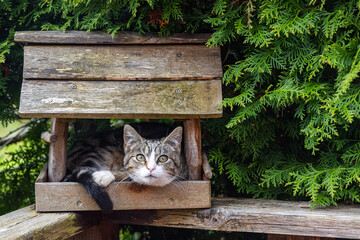 Katze im Vogelhaus versteckt