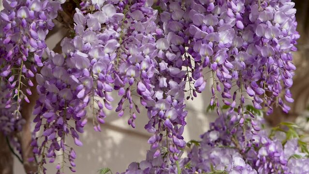 Beautiful, delicate, spring wisteria flowers developing in the wind. Wisteria sinensis (Chinese wisteria)