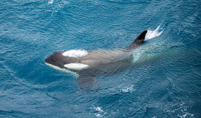 A pod of small type B orca playing in waves and interacting with an expedition ship near South...