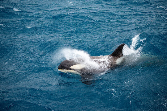 A pod of small type B orca playing in waves and interacting with an expedition ship near South Georgia