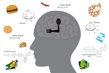 Why do we get hungry? Hunger is controlled by the brain, which responds to what we eat. - obrazy, fototapety, plakaty
