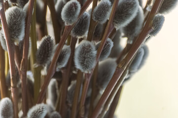 Pussy willow twigs with catkins close-up. © Nadezhda