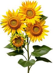 Fototapeta premium Bouquet of sunflower flower floral stalk plant with leaf leaves isolated cutout on transparent background.