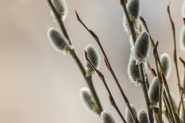 Pussy willow branches with catkins close-up on blurred background