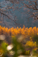 Experience the Vibrant Colors of Autumn in Japan: Exploring the Majestic Forests and Gardens of Kyoto, A Spectacular Landscape of Red, Orange, and Green Maple Leaves Against the Serene Sky