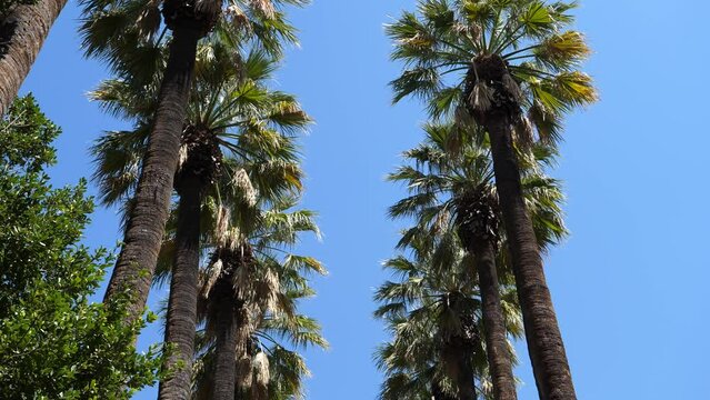 Palm trees and blue sky background in Athens city center National Garden park