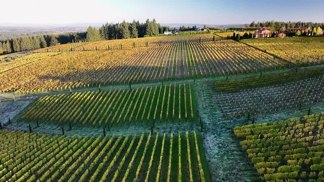 Aerial: As Twilight Descends, The Sprawling Vineyard Estate Exudes Tranquility, With Rows Of Grapevines Standing As Silent Sentinels Over The Fertile Land. - Sherwood, Oregon