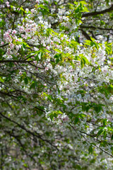 満開を迎えた大島桜の花 オオシマザクラ