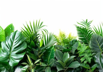 Fototapeta na wymiar Green leaves of tropical plants bush floral arrangement indoors garden nature backdrop isolated on white background 