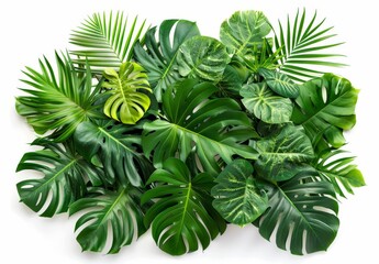 Green leaves of tropical plants bush floral arrangement indoors garden nature backdrop isolated on white background 