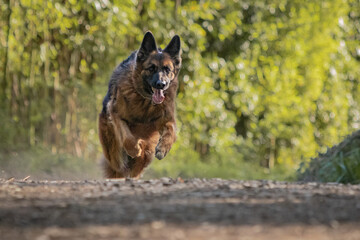 dog training in forest, german shepherd running, looking at camera, fetching a ball 