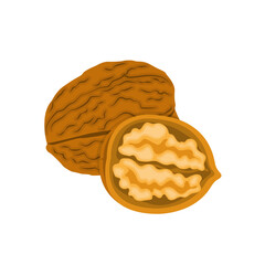Nature food nuts walnut cartoon vector isolated illustration - 785923333