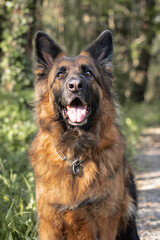 closeup portrait of beautiful dog german shepherd looking up