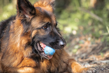 dog training in forest, german shepherd playing with a ball in his mouth