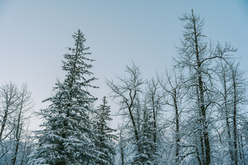 Snow pine forest in natural winter weather in Alaska, America
