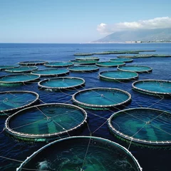 Fotobehang Feeding the future through innovative ocean farming systems and sustainable aquaculture practices for a healthier planet. © Nawarit