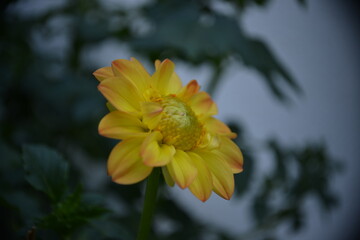 Blühende Blume